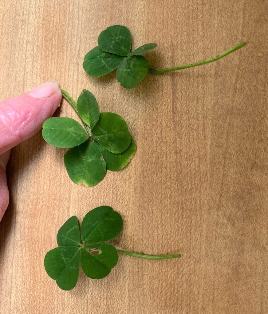 What are your odds of finding a four-leaf clover?