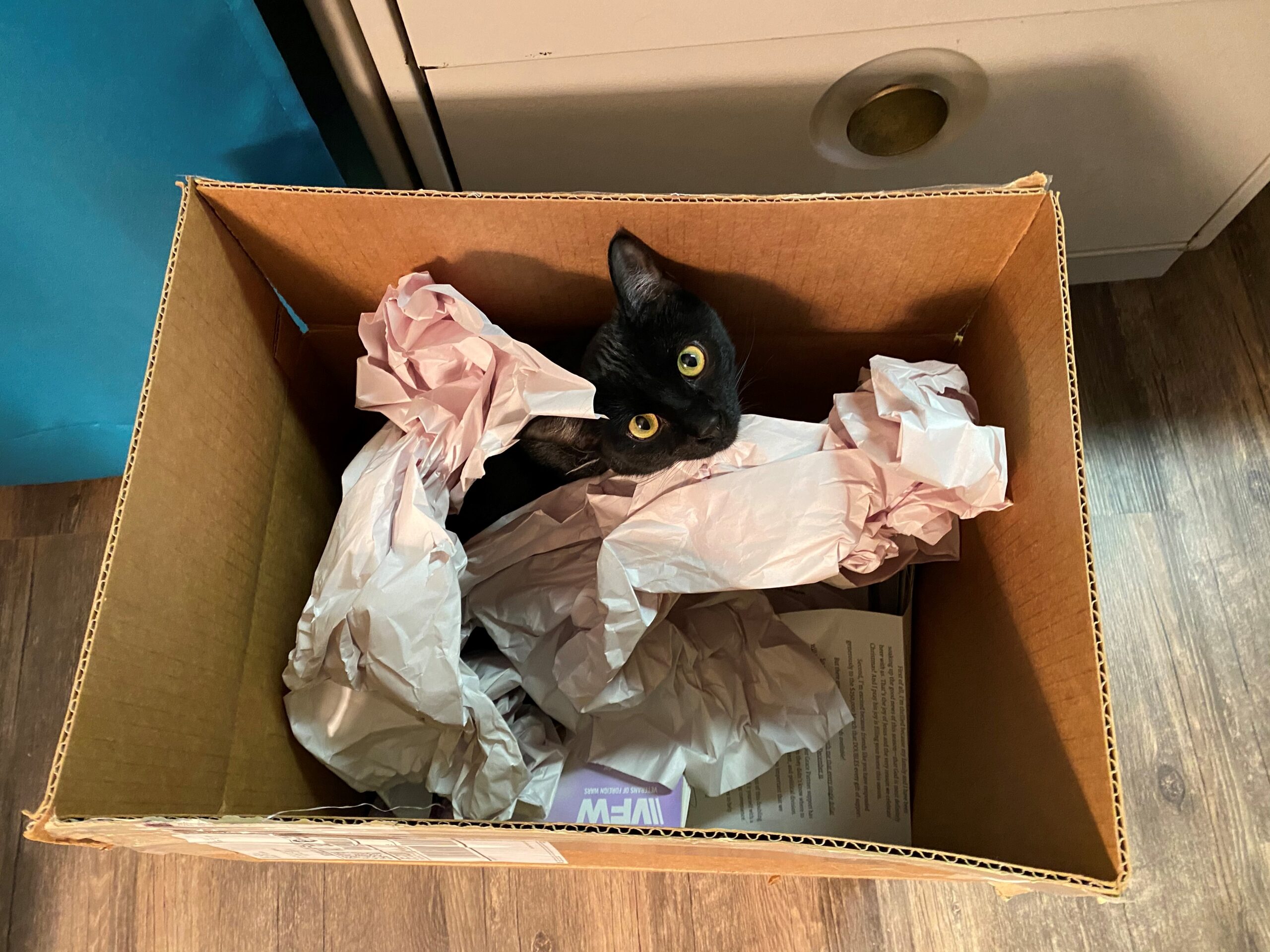 Cat Circling The News