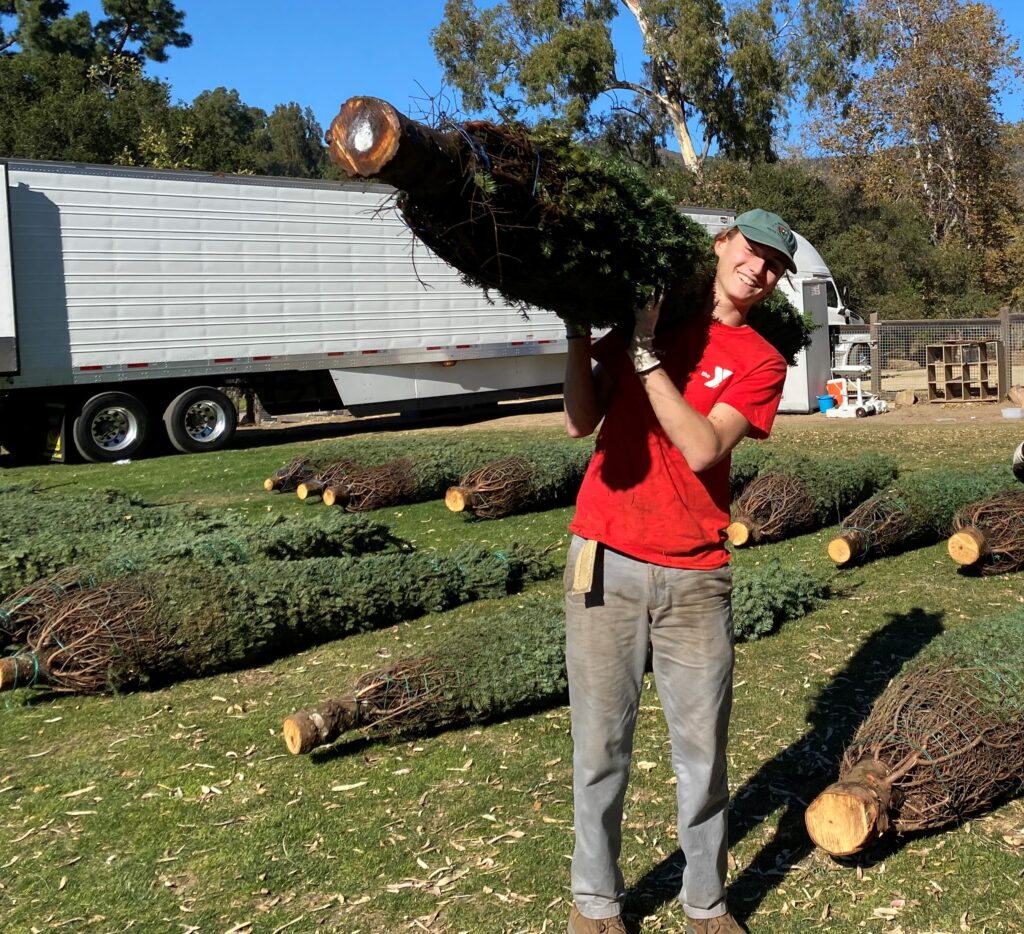 YMCA Christmas Tree Lot Opens Tomorrow in Temescal Circling The News
