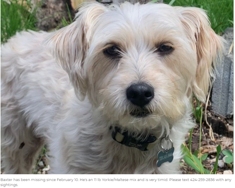 Medically Fragile Dog Remains Missing After Walk on Venice Boardwalk